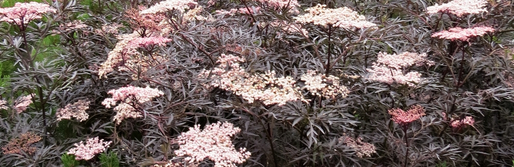 Sambucus banner 02